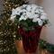 26" White Artificial Christmas Poinsettia in Wrapped Base